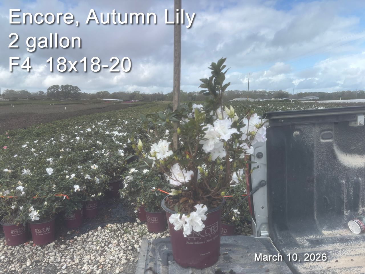 gallery/elly2 f4 mar10.jpg